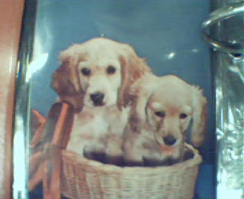 Two Puppies in Basket Photo Repro