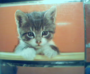 Kitten in Yellow Tub with Red Background!