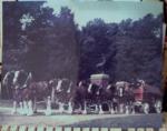 Bush Clydesdales Real Photo 11x14 1960s EX