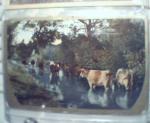 Color Photo Card of Cows in Water, German