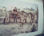 Mules with Man, Color, from 1901!