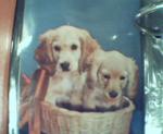 Two Puppies in Basket Photo Repro