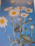 1960 BEAUTIFUL Daisy Flowers