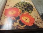 Desert Magazine 4/1952 Desert Color/Desert Cactus